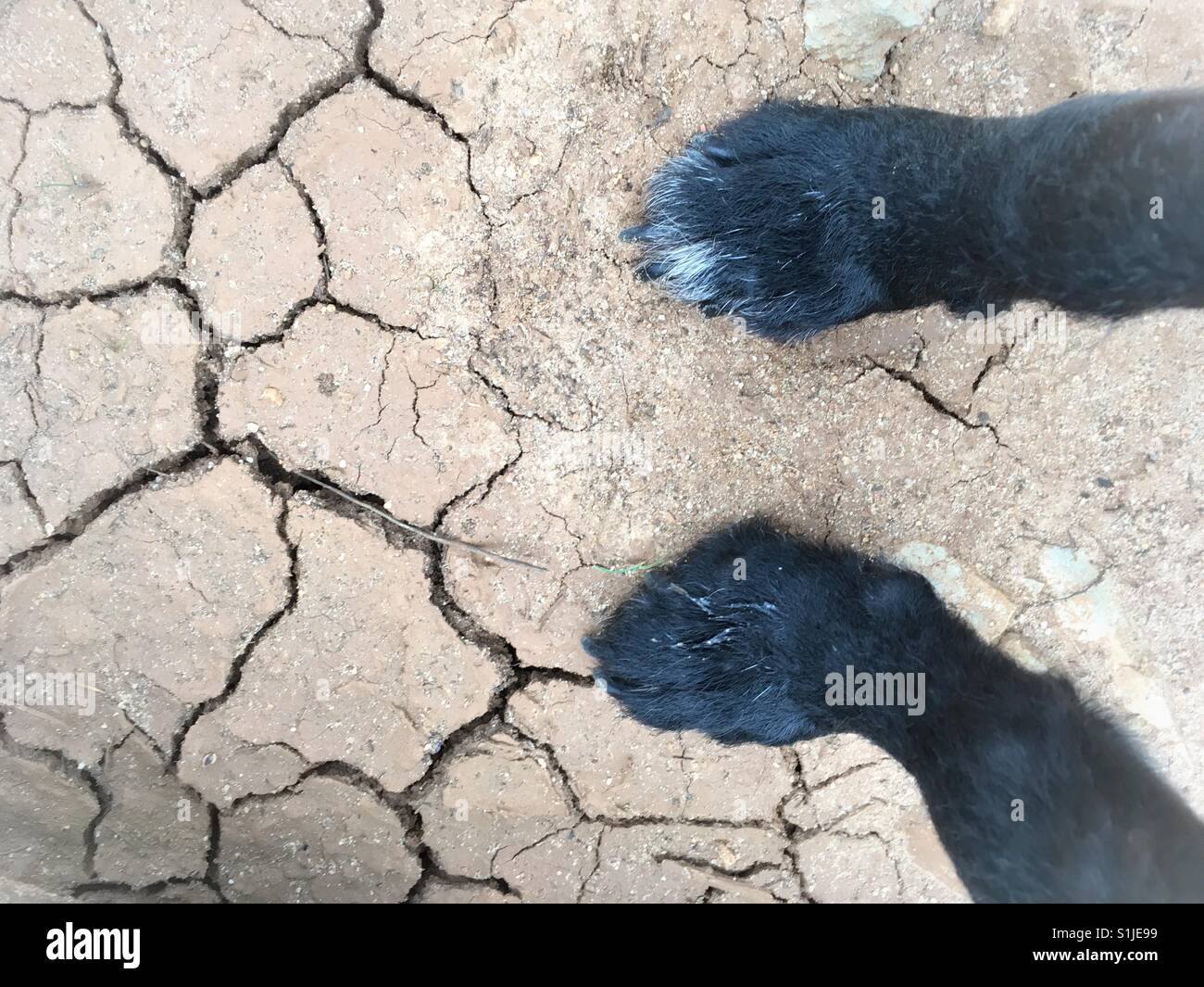 Eine portugiesische Perdigueiro/Labrador Mix Rasse steht Hund auf der trockenen Erde, Abano, Cascais, Portugal. Stockfoto