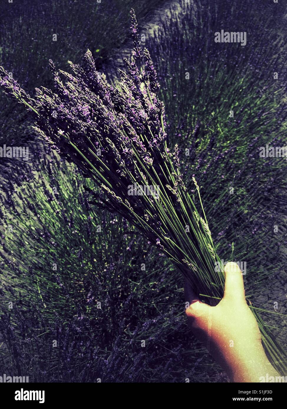 Hand, die Reihe von frisch geschnittenem Lavendel Stiele im Feld Stockfoto