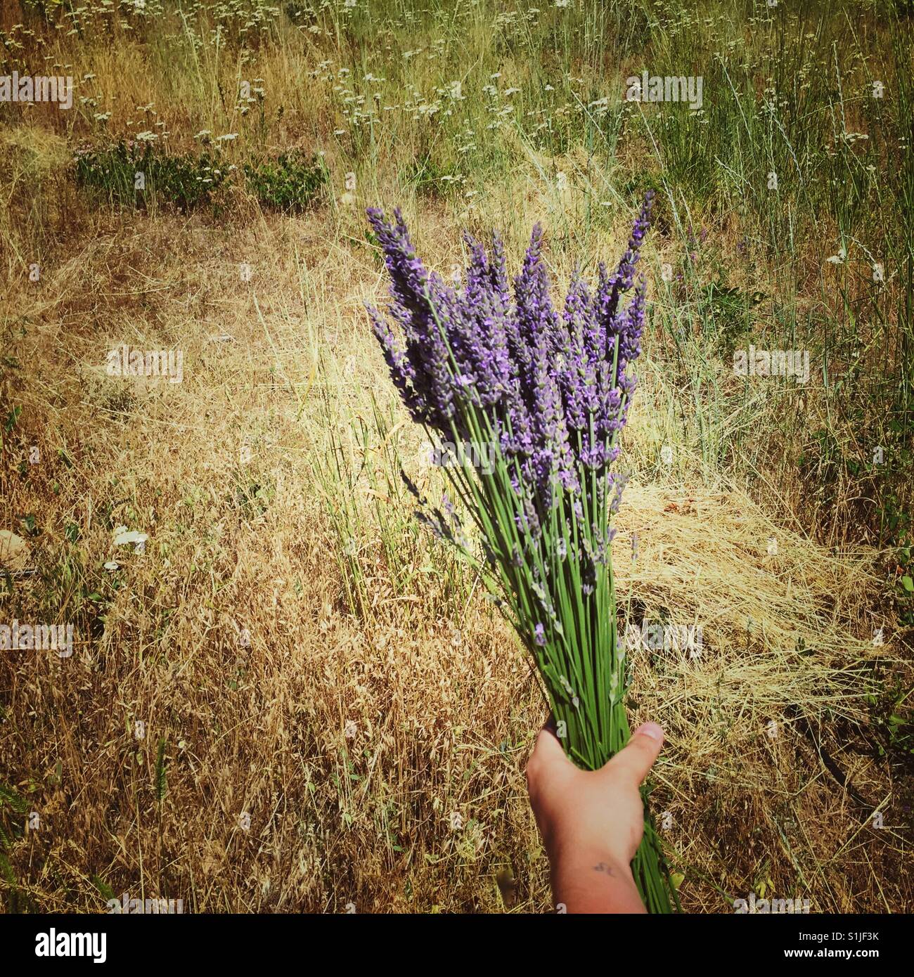 Hand mit Blumenstrauß Lavendel gegen trockene goldene Wiese Stockfoto