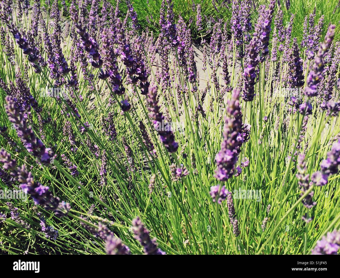 Lavendel Blumen Stockfoto