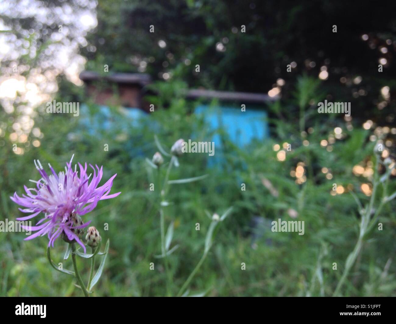 Blaue Biene Boxen hinter Distel Lavendelblüte in North Carolina - Smartphone-aufgenommenes Stockfoto