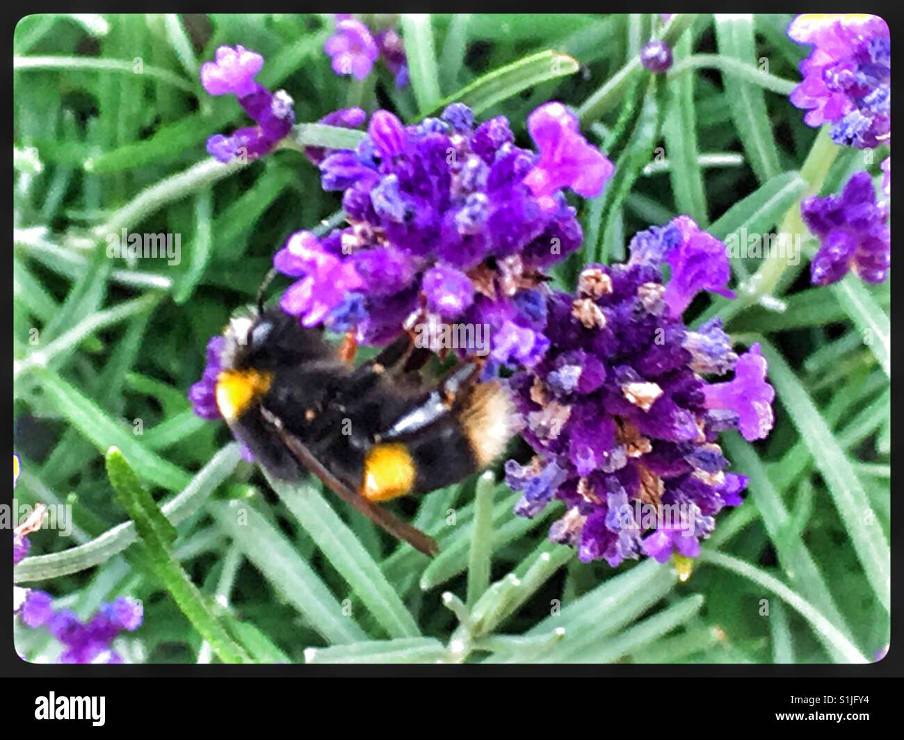 Honigbiene auf Lavendel Blumen. Stockfoto