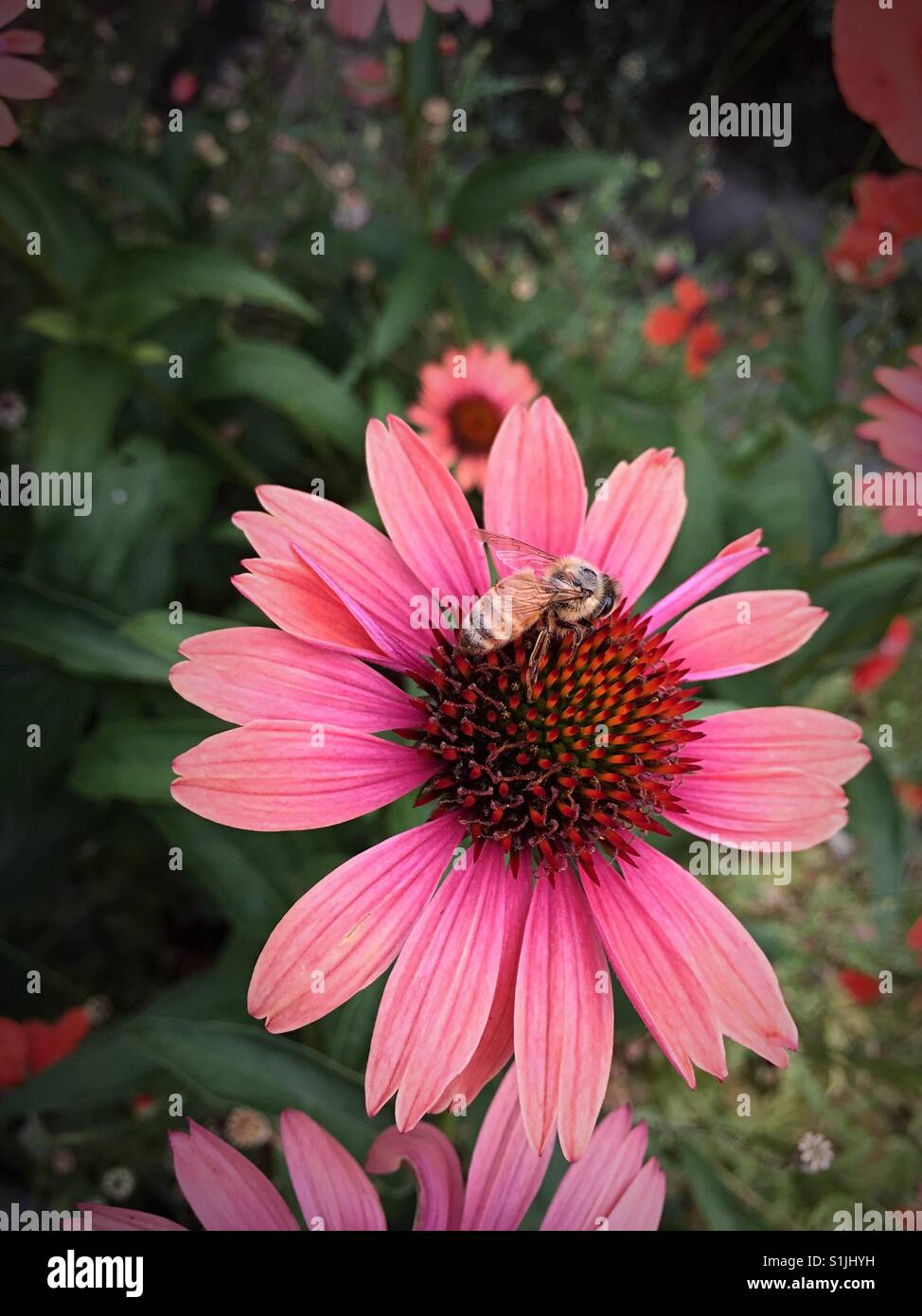 Honigbiene auf einen Sonnenhut, USA - Smartphone-aufgenommenes Stockfoto