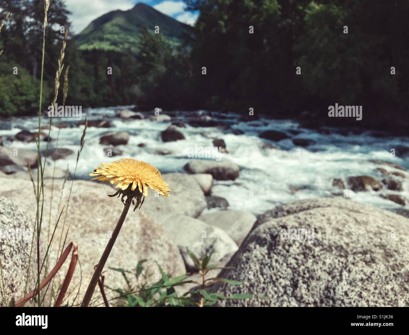 Löwenzahn vor einem Fluss Stockfoto