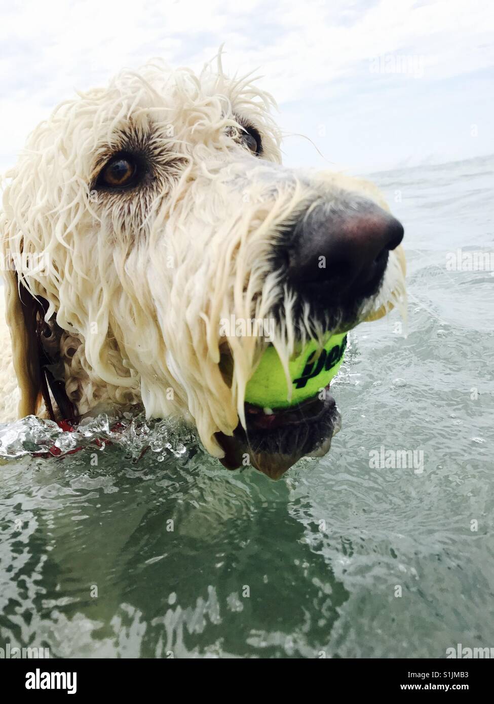 Ein Labradoodle Hund holt einen Tennisball in den Ozean. Long Beach, Kalifornien USA. - Smartphone-aufgenommenes Stockfoto