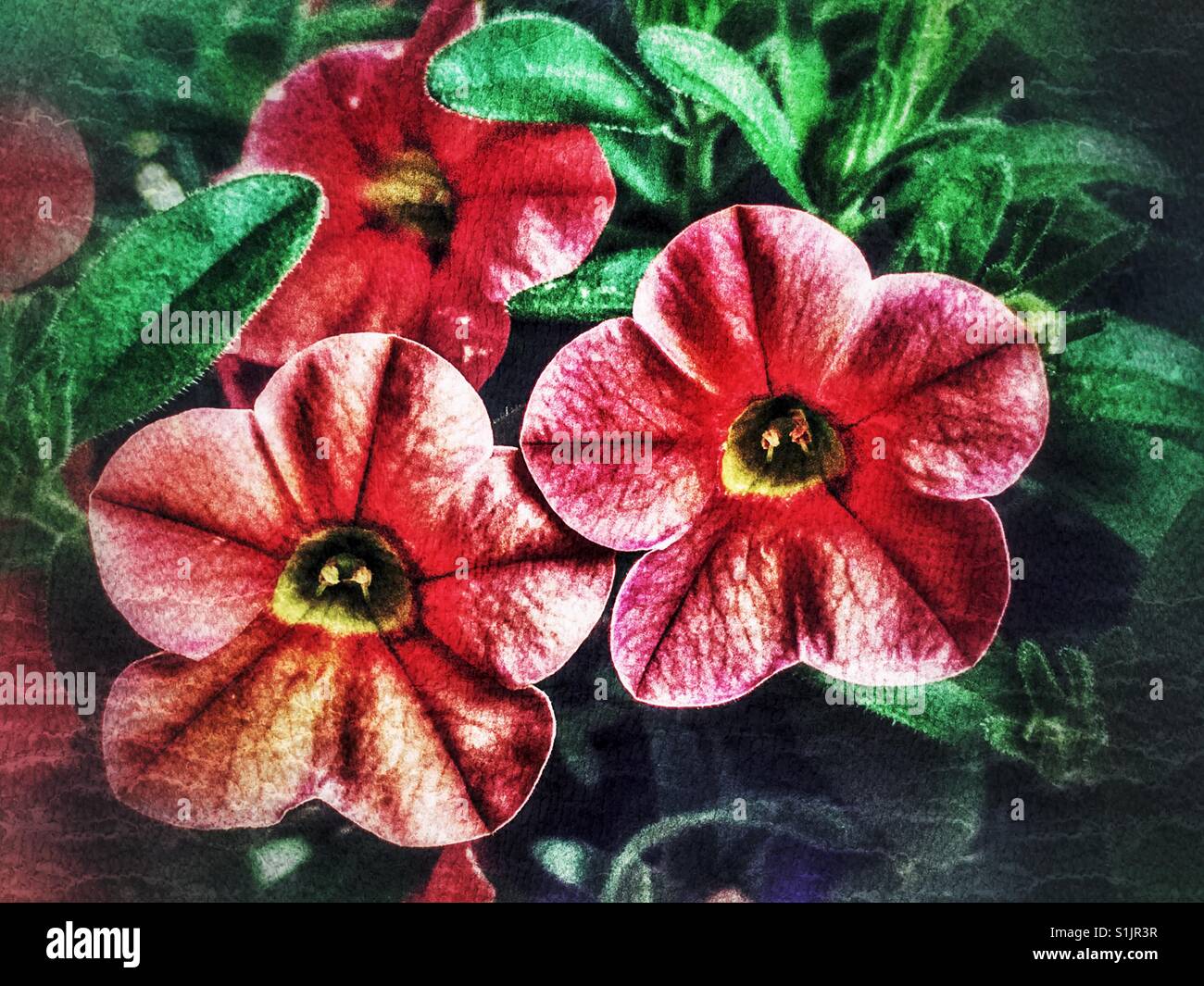 Million Bells, Calibrachoa Stockfoto