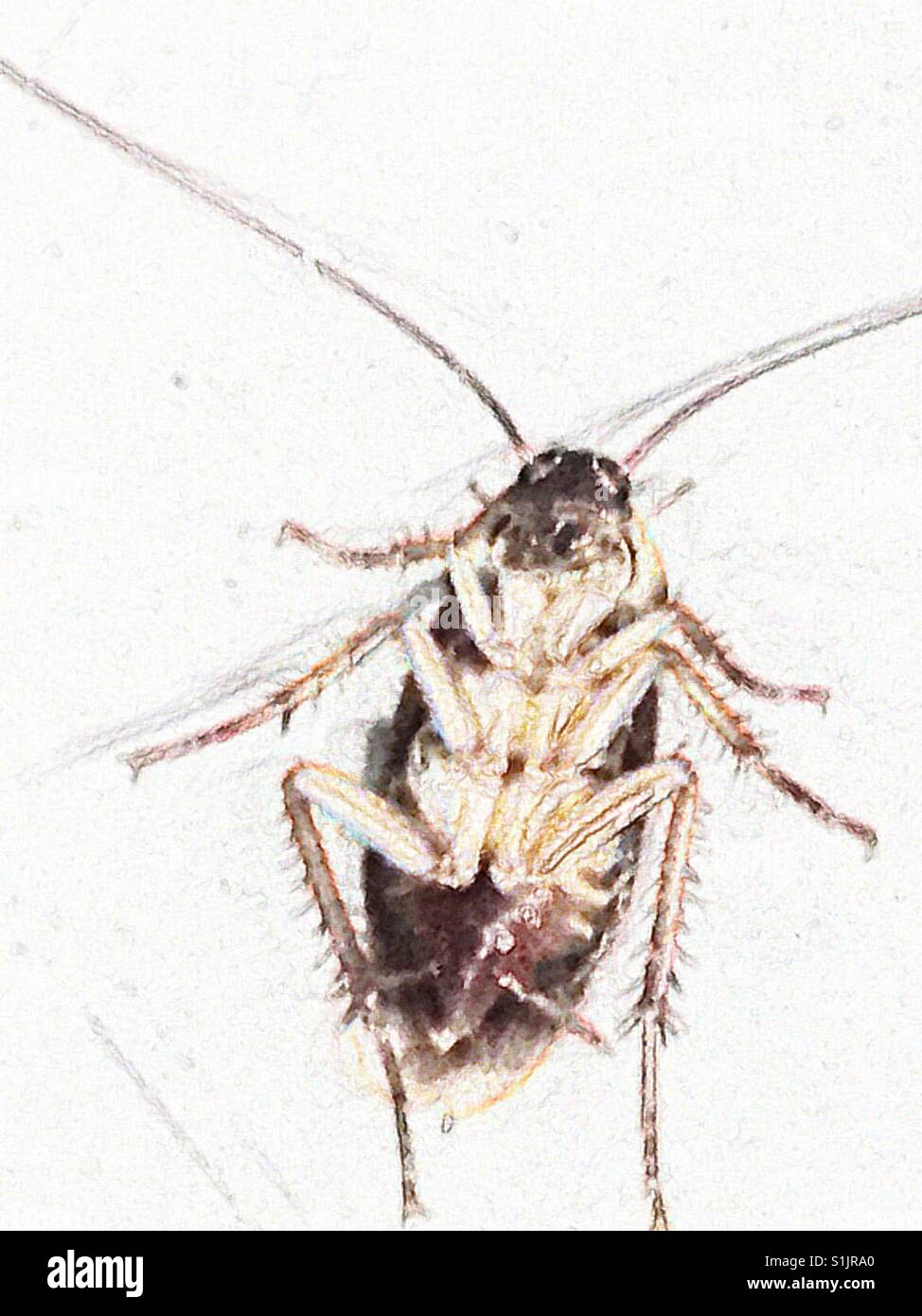 Sterbende Schabe - Smartphone-aufgenommenes Stockfoto