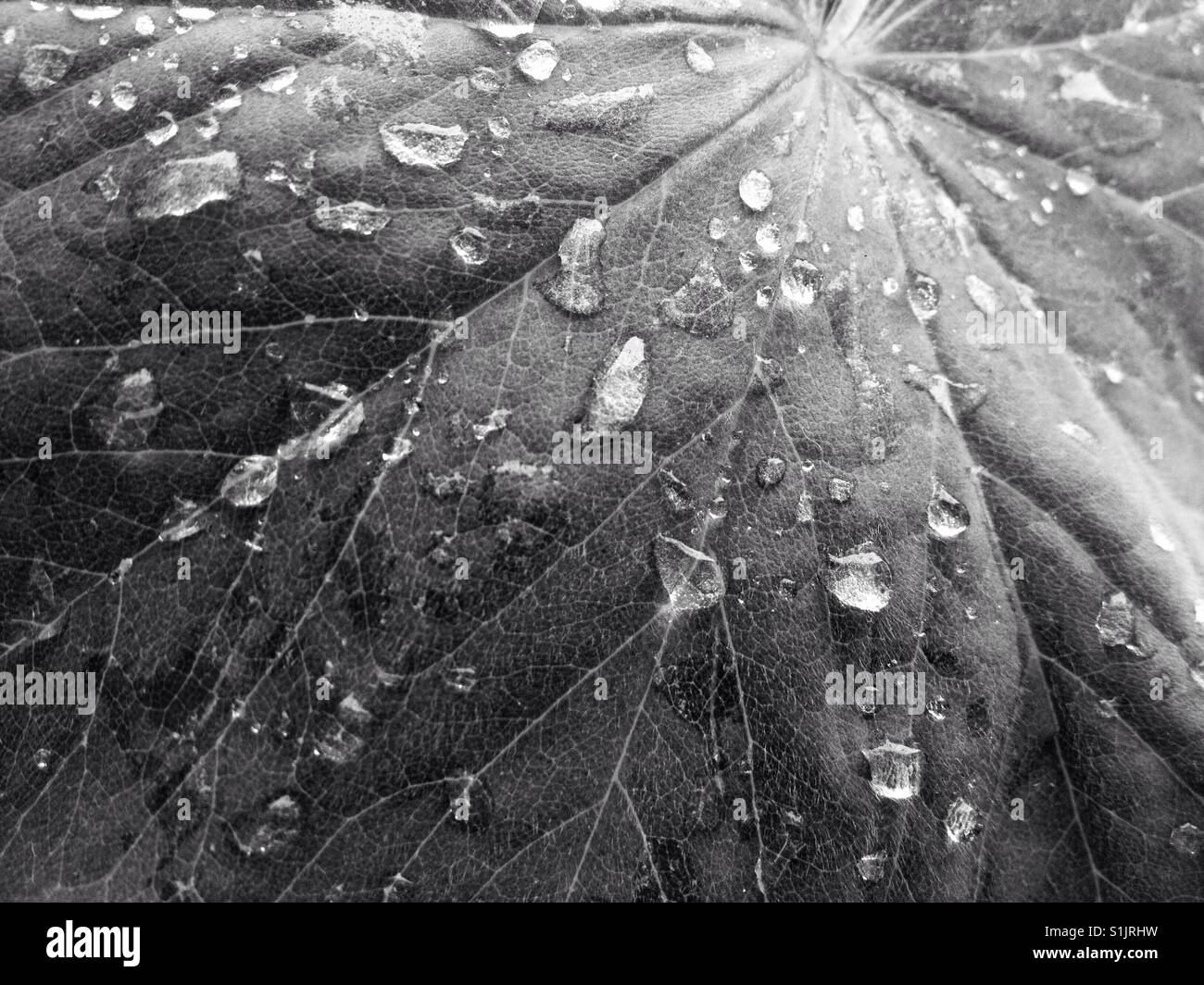 Regen Sie die gestrichelte, großes Blatt, schwarz / weiß Bild. Stockfoto