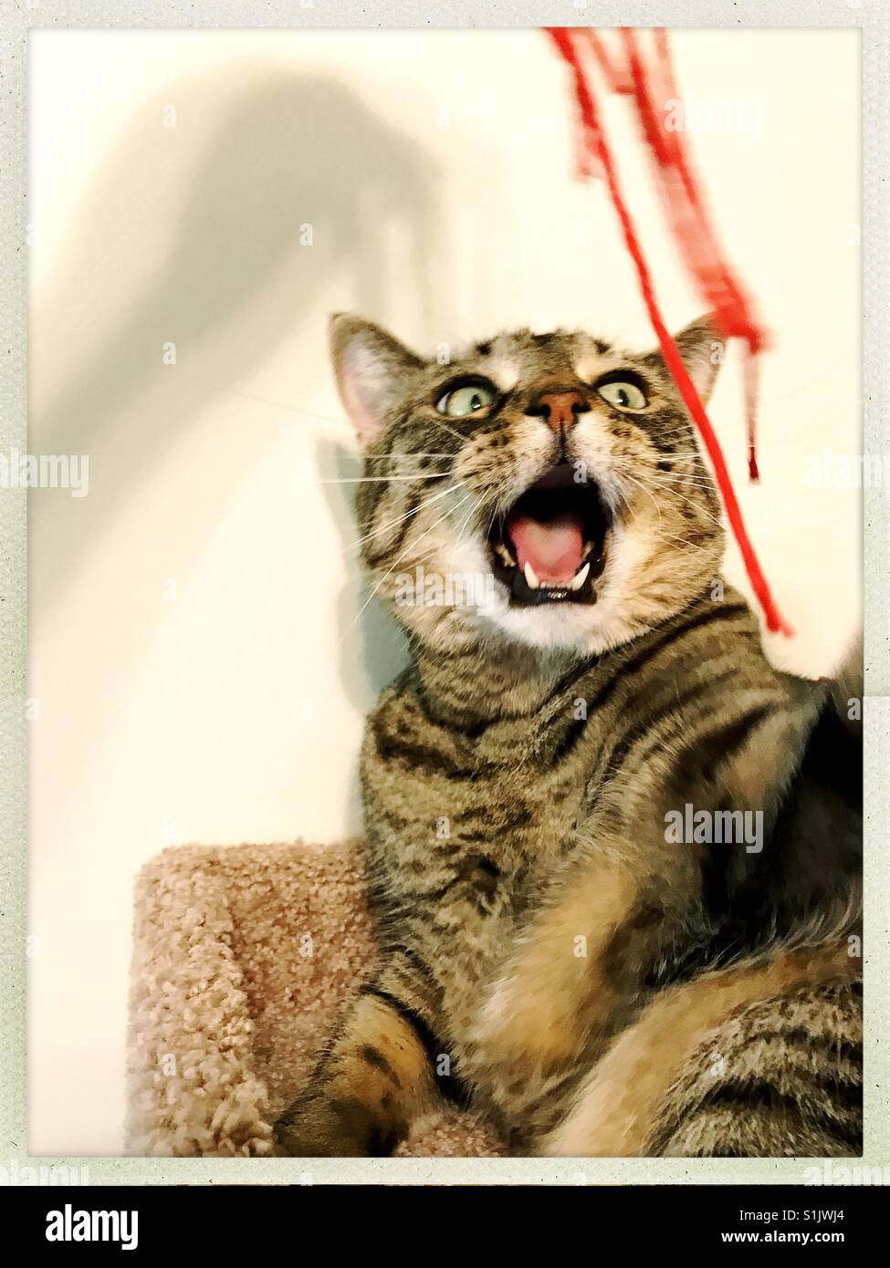 Verrückte Katze spielt mit roter string Stockfoto