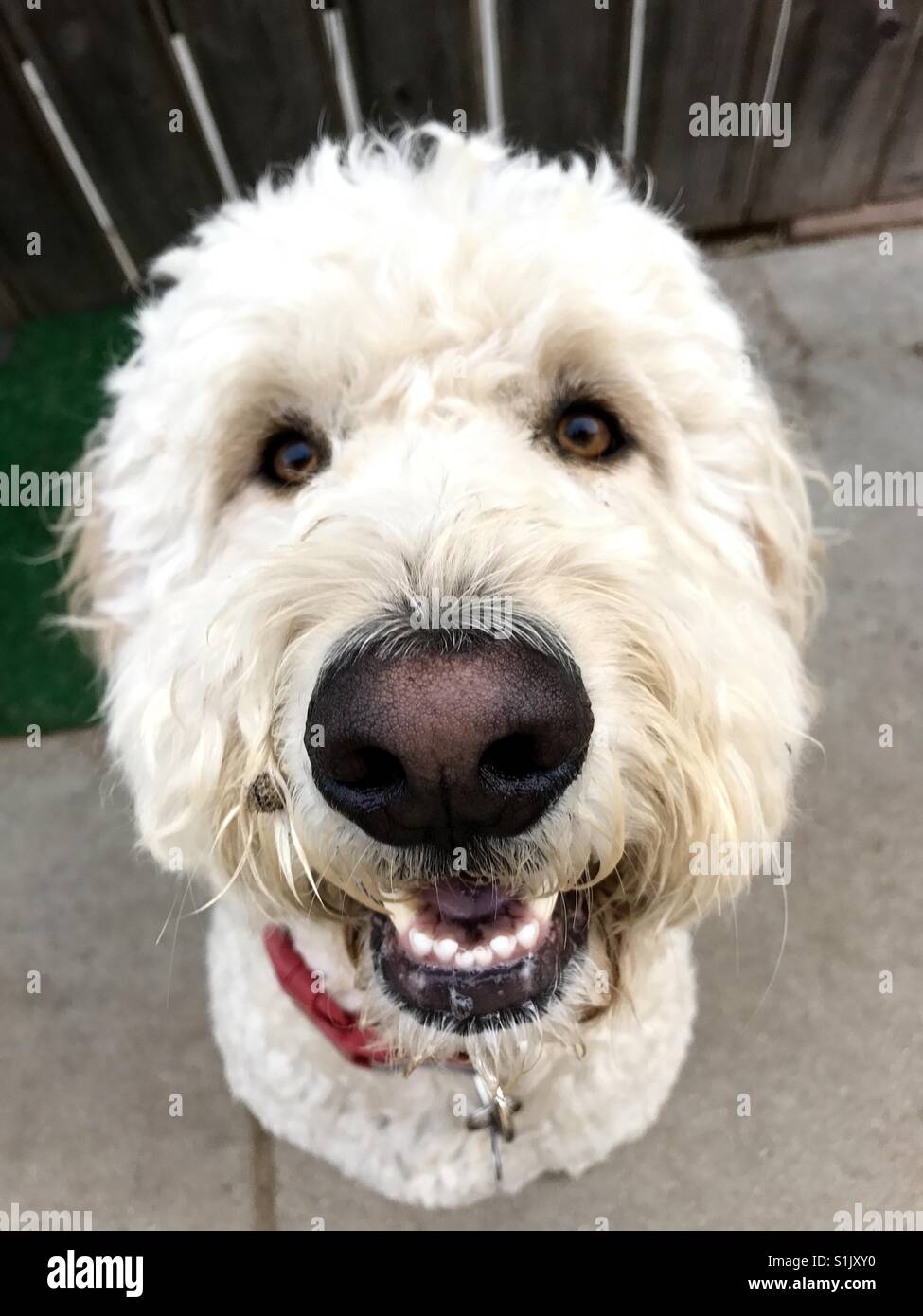 Ein glücklich weiß Labradoodle Hund sucht die Kamera Stockfoto, Bild