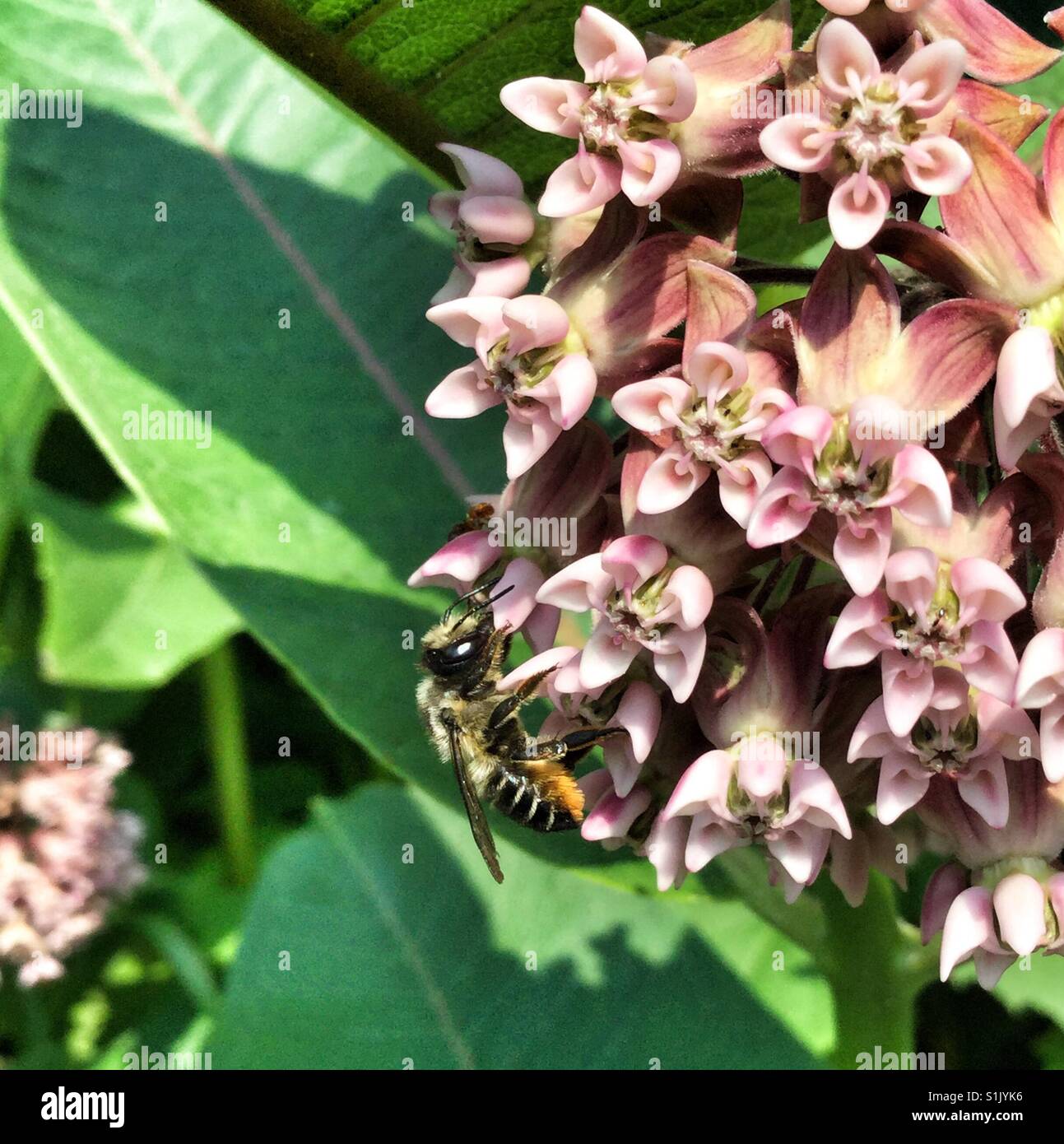 Seitenansicht der Bienen bestäuben Blüten. - Smartphone-aufgenommenes Stockfoto