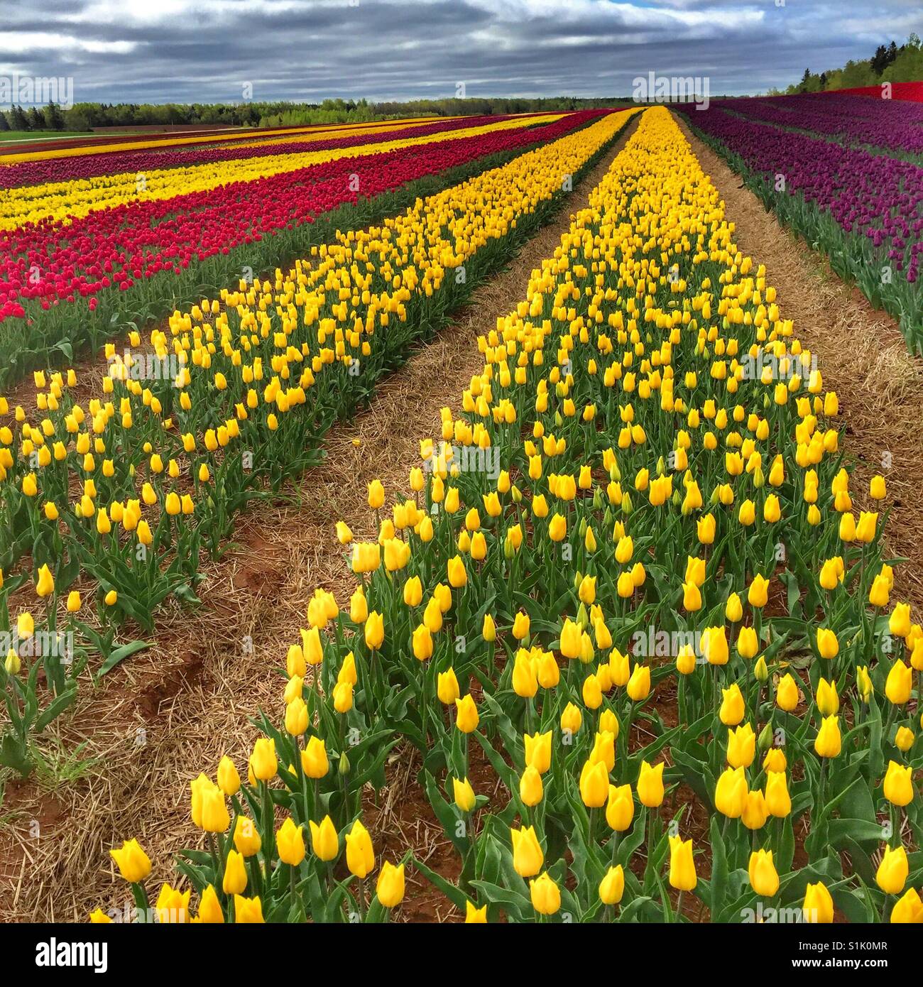 Reihen von Tulpen in ein Tulpenfeld. Stockfoto