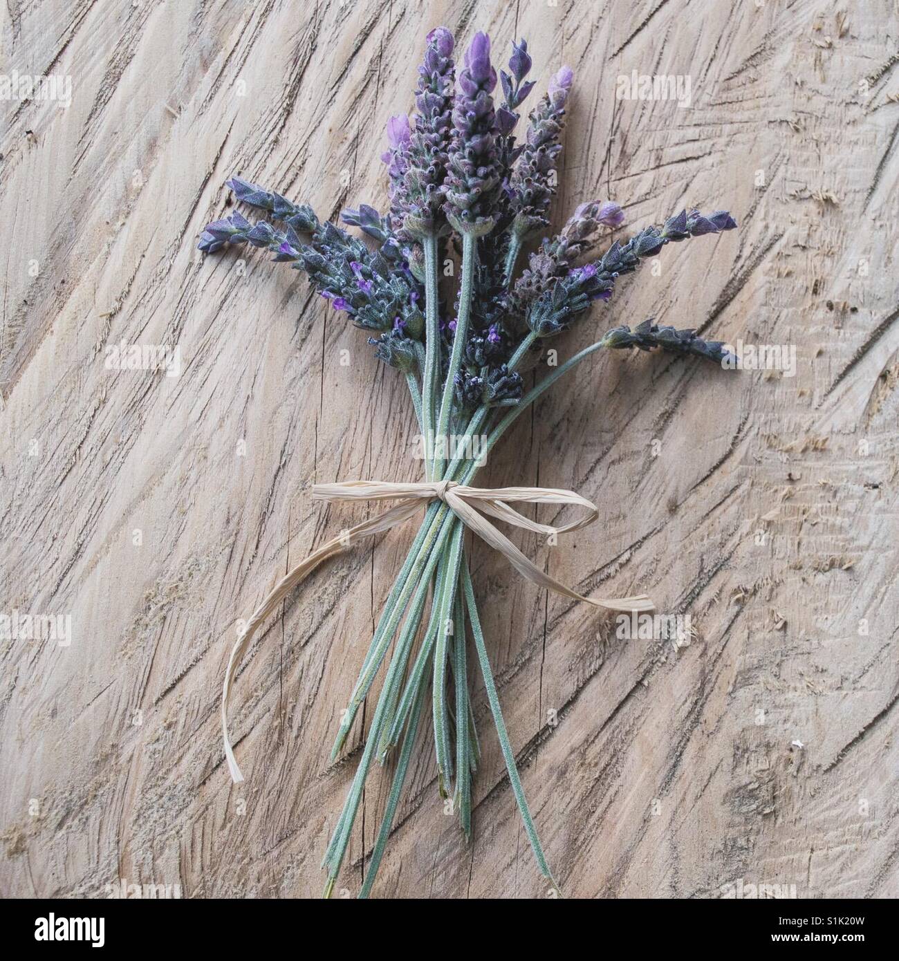 Lavendel Einfachheit zum Muttertag Stockfoto