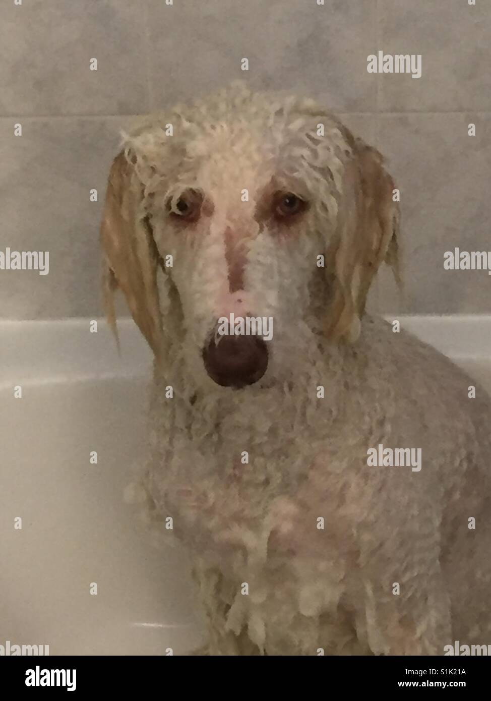 Doggy Badezeit Stockfoto