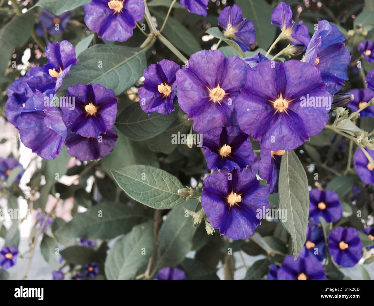 Sternförmige, violette Petunien mit gelber Mitte Stockfoto