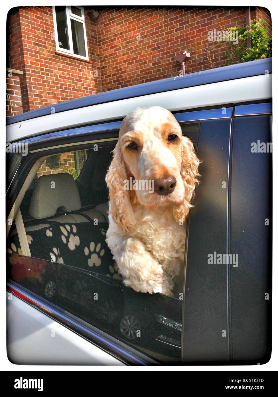 Hund einem Autofenster seinen Kopf herausragen. Stockfoto
