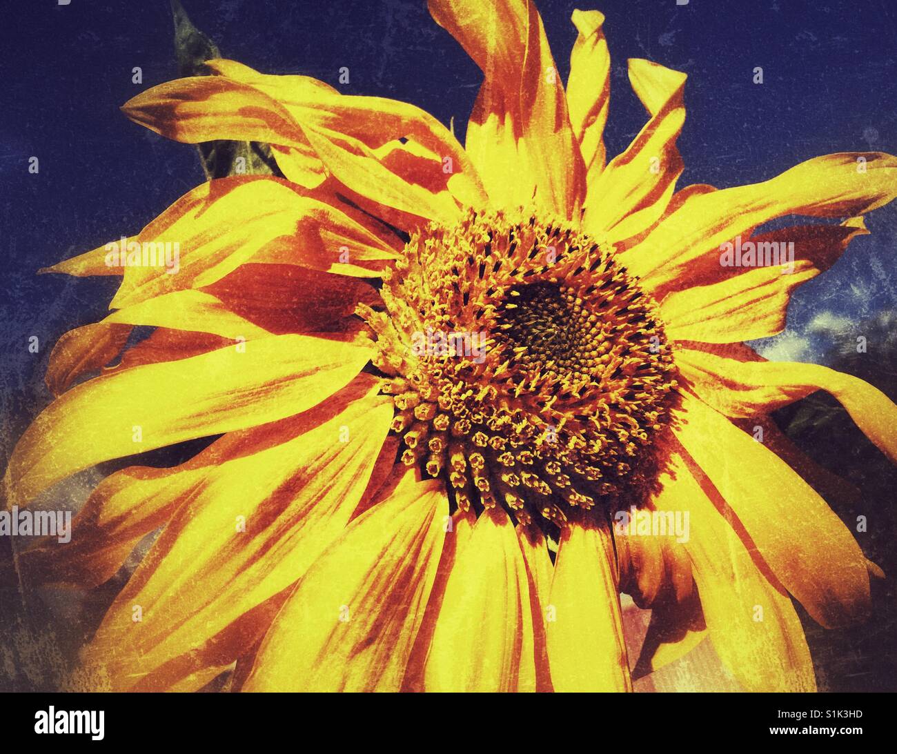 Sonne auf dem Feld - große Sonnenblume gegen blauen Himmel Stockfoto