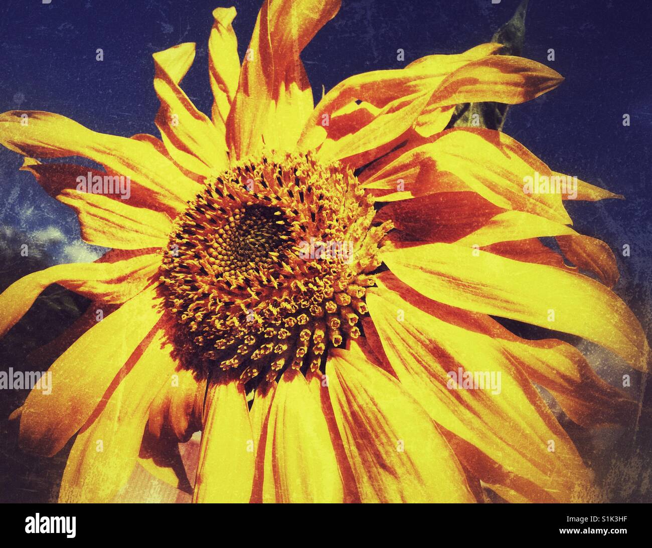 Sonne auf dem Feld - große Sonnenblume gegen blauen Himmel Stockfoto