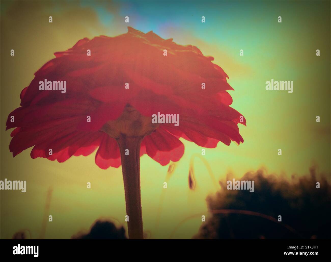 Gelb rot Wildblumen Sky-gefiltert Schönheit-North Carolina - Smartphone-aufgenommenes Stockfoto