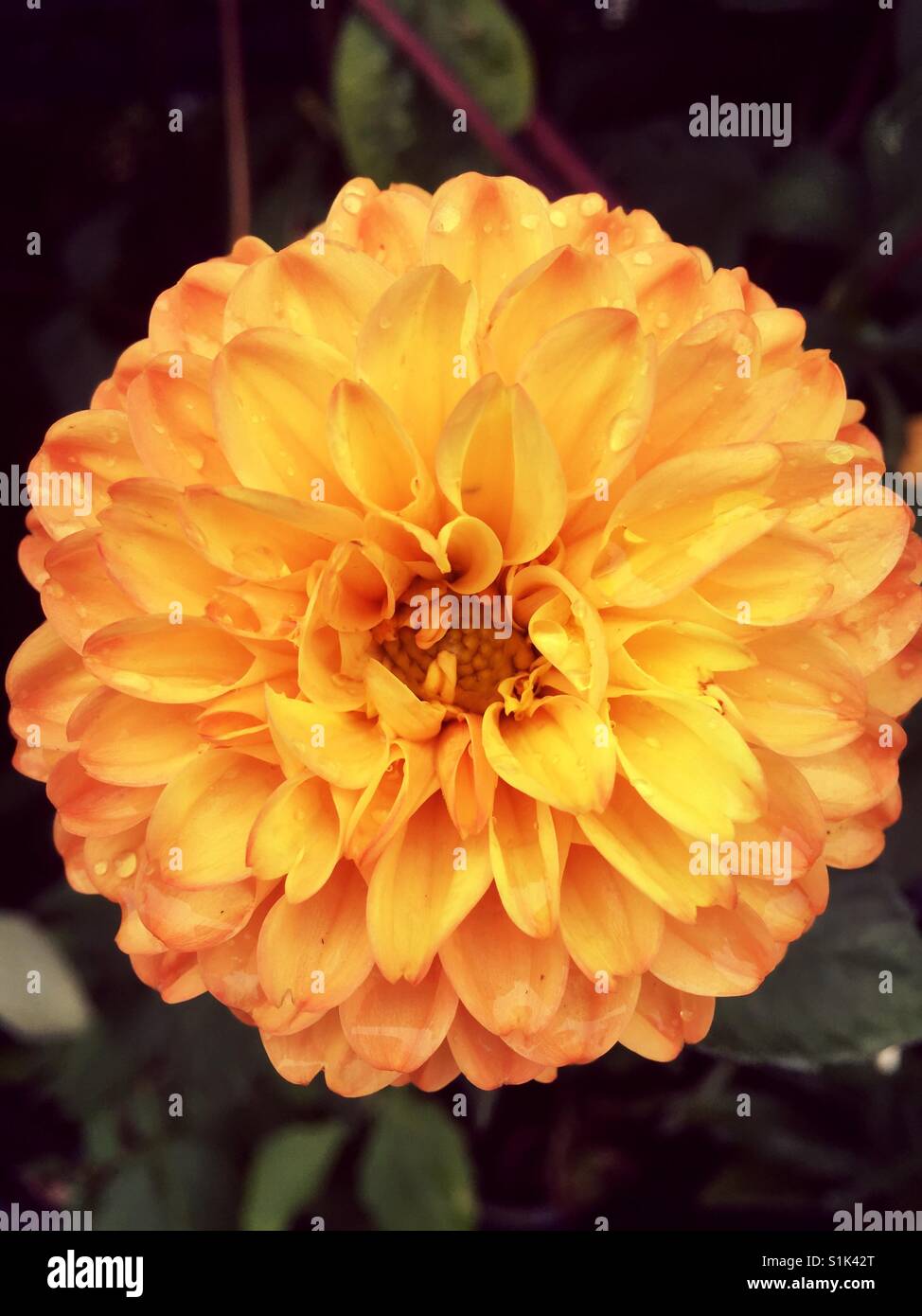 Eine Orange Dahlia Stockfoto