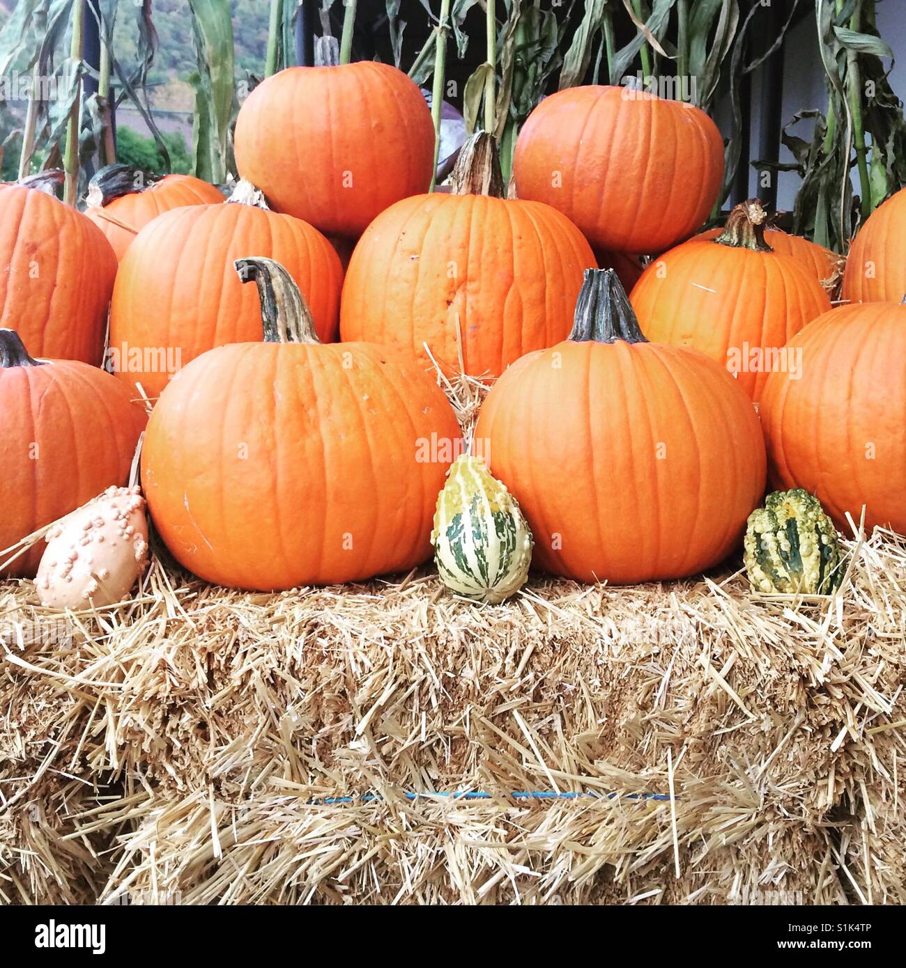 Herbst Herbst Kürbis Anzeige am Bauernmarkt Stockfoto