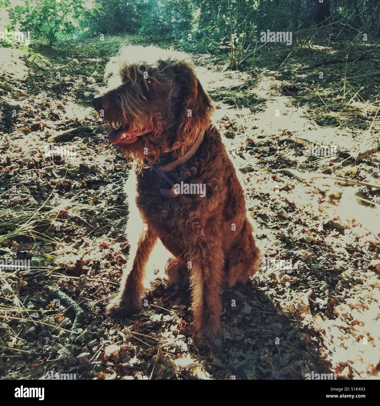 Braun Labradoodle Hund Stockfoto