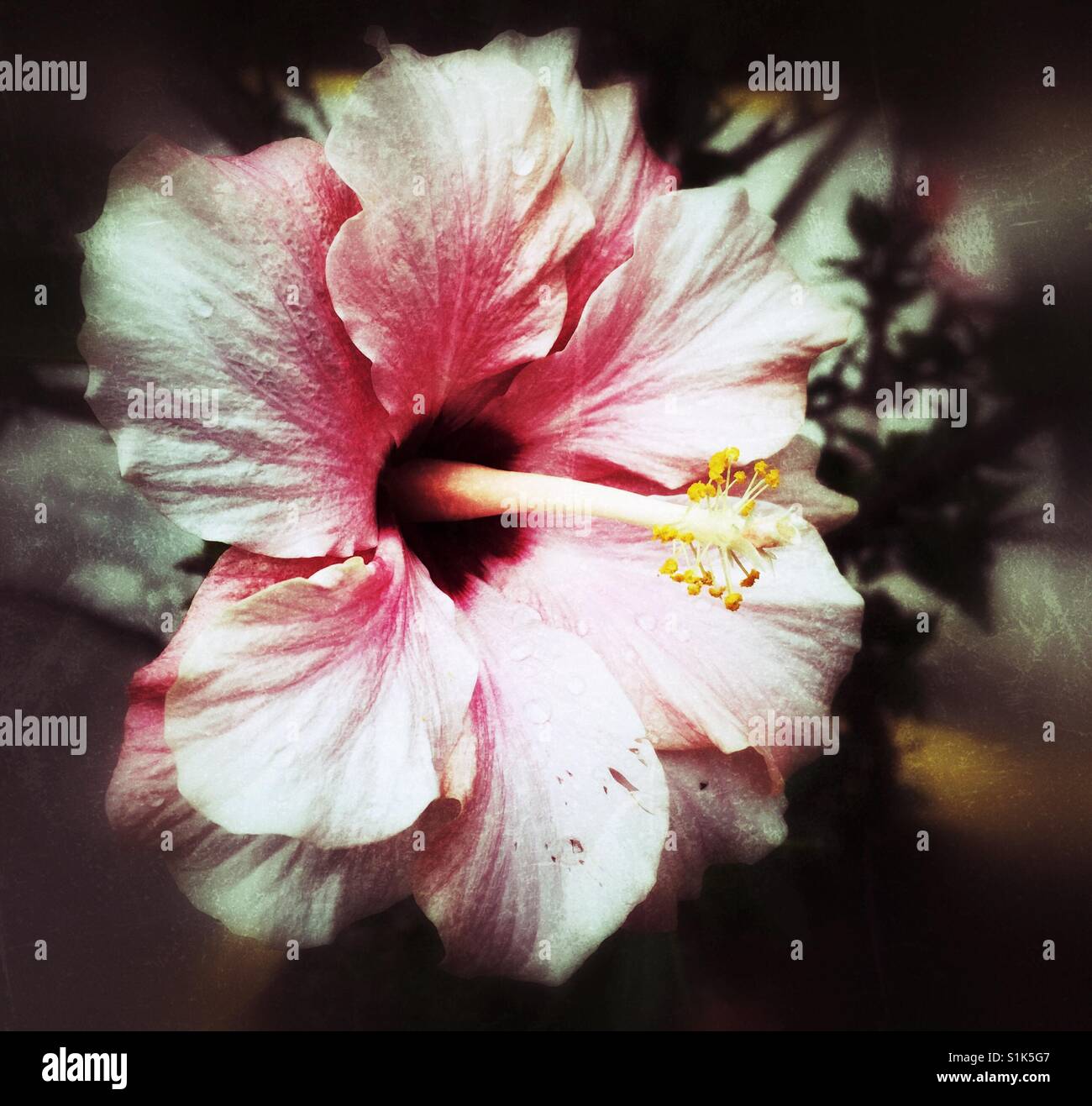Große rosa Hibiskusblüte in voller Blüte - Smartphone-aufgenommenes Stockfoto