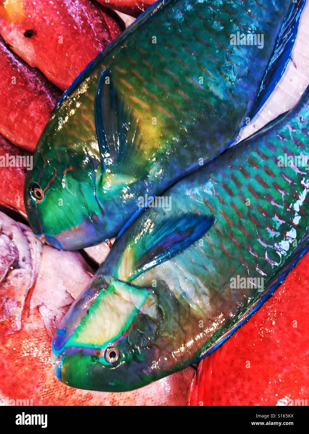 Bunte Fische auf Eis auf dem Markt in den Philippinen Stockfoto
