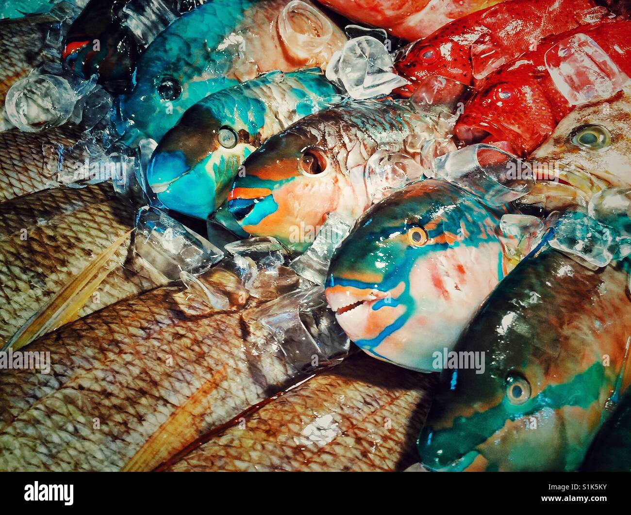 Bunte Fische auf Eis auf dem Markt in den Philippinen Stockfoto