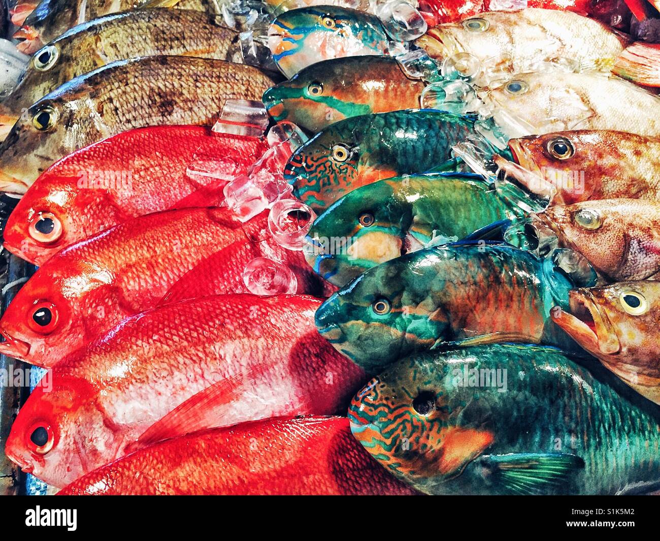 Reihen von bunten Fischen auf Eis auf dem Markt in den Philippinen Stockfoto