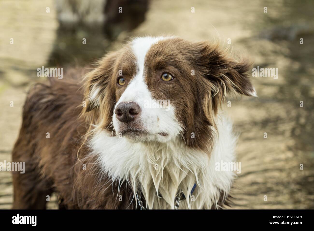 Hunde Sehen Loyalität An Stockfotos und -bilder Kaufen - Alamy