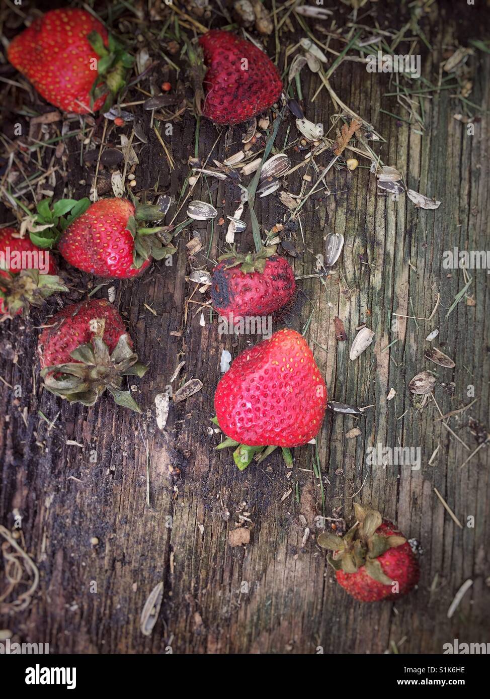 Guß alte Erdbeeren mit Sonnenblumenkernen und Muscheln ausgelassen auf alten Stück Holz für Vögel zu essen. Stockfoto