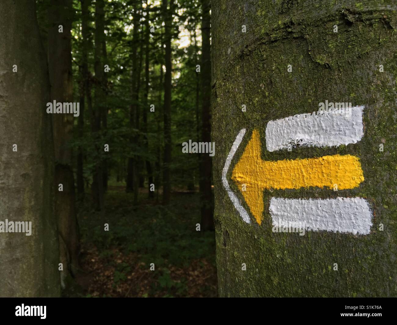 Touristische Marke zeigt in den Wald Stockfoto