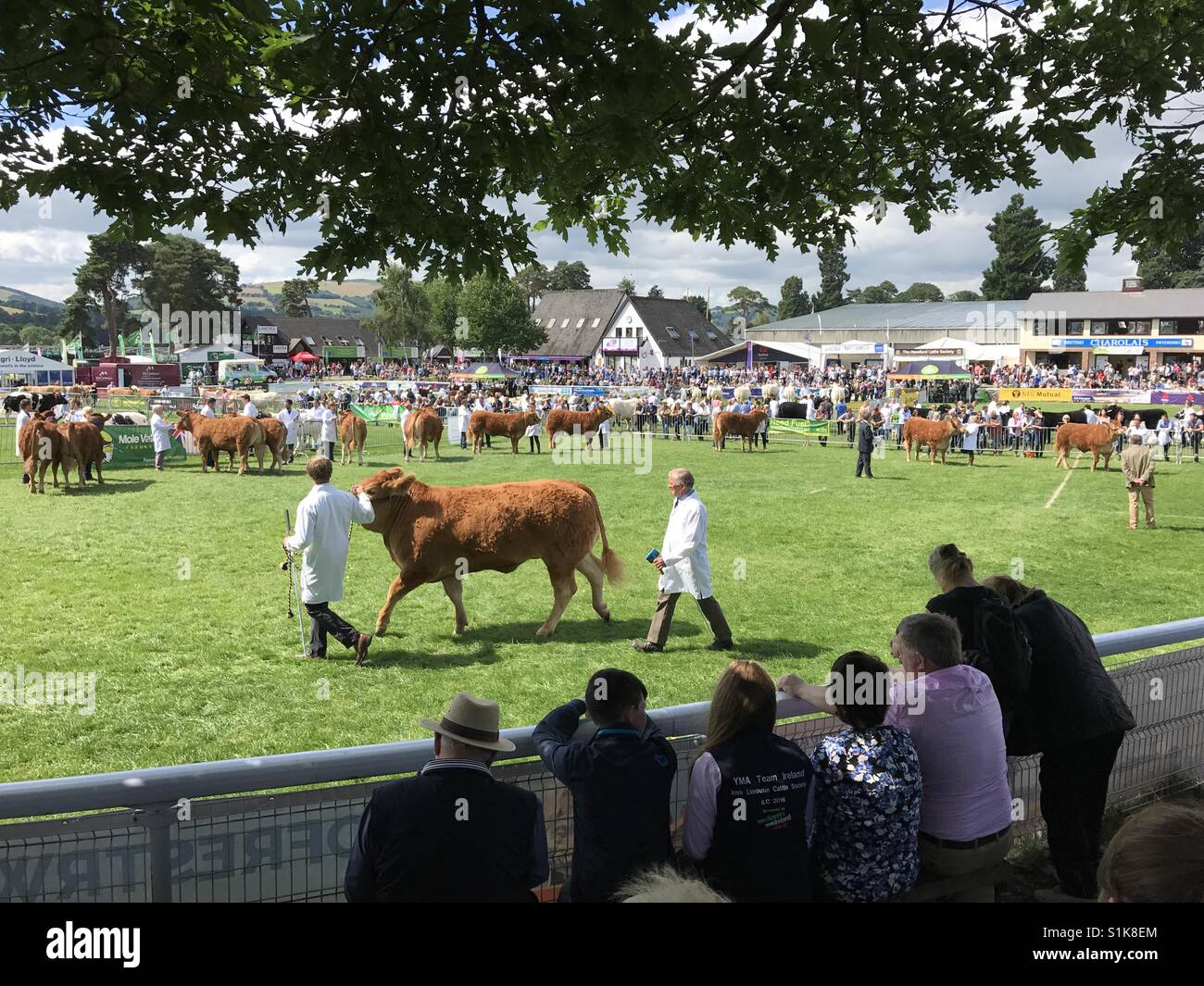 Beurteilung von Rindern auf der 2017 Royal Welsh Show, zeigt Builth Wells, Wales, UK, einer der größten landwirtschaftlichen in Europa. Stockfoto