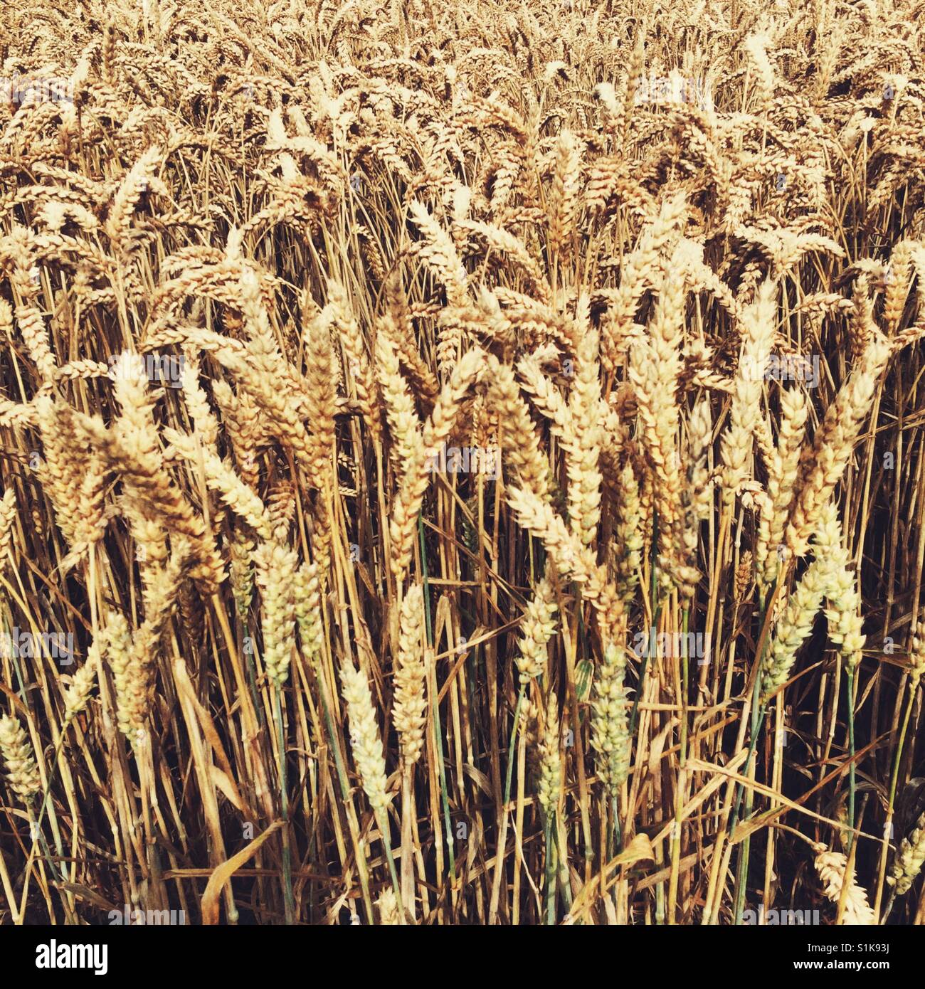 Bereich der Weizen, Hampshire, England, Vereinigtes Königreich. Stockfoto