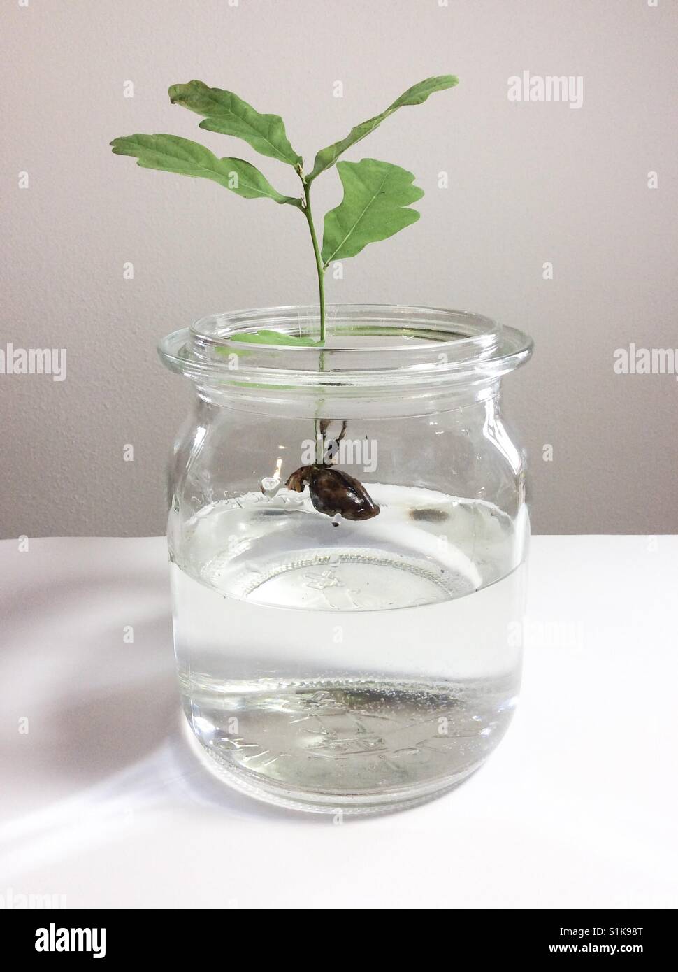 Eichel und kleinen Eiche schwimmt auf Wasser im Glas Stockfotografie - Alamy
