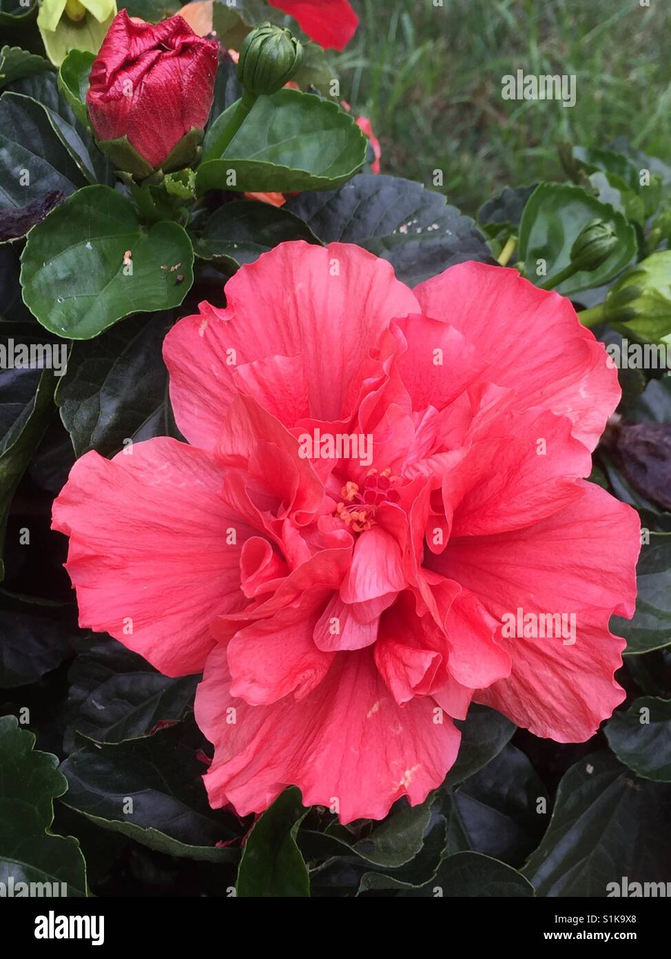 Hibiskusblüte Stockfoto