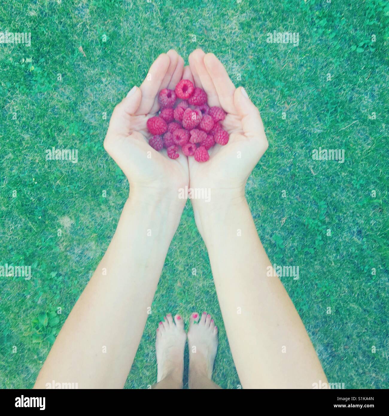 Hände halten frische Himbeeren im Freien. Quadratische Ernte. Point Of View. - Smartphone-aufgenommenes Stockfoto
