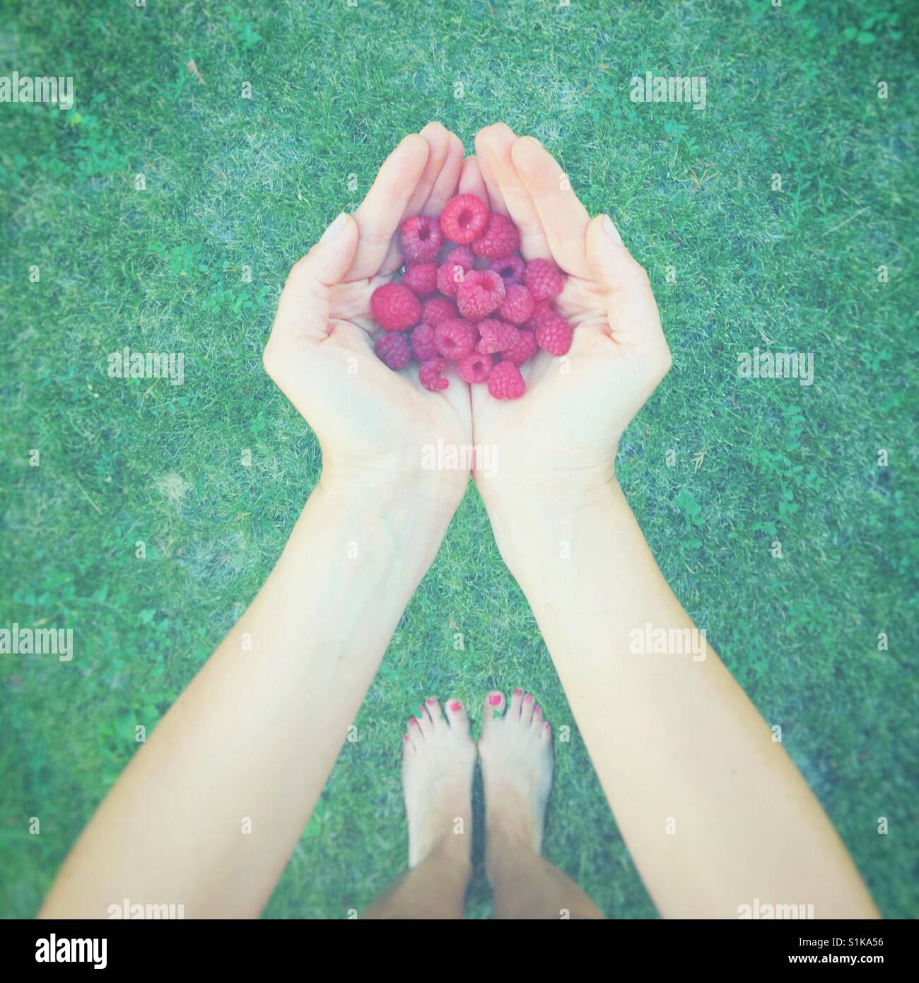 Point Of View Schuss von Frau hält eine Handvoll frische Himbeeren. Quadratische Ernte. Leichte Vignette bearbeiten. Platz für Kopie. Stockfoto