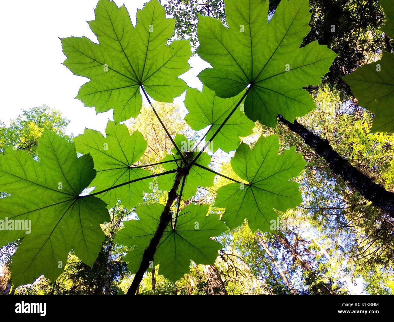 Die Unterseite des großen, grünen Blätter in einem Wald Stockfoto