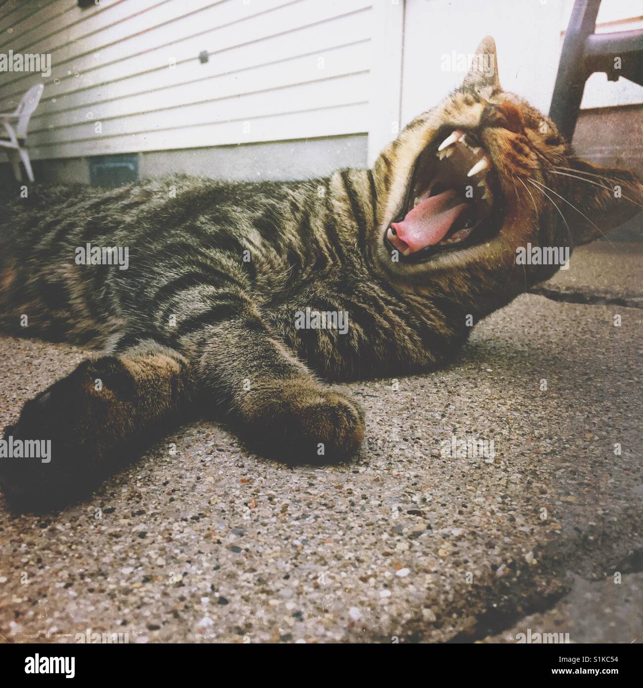 Eine Katze gähnt liegend auf einer konkreten Terrasse (3) Stockfoto