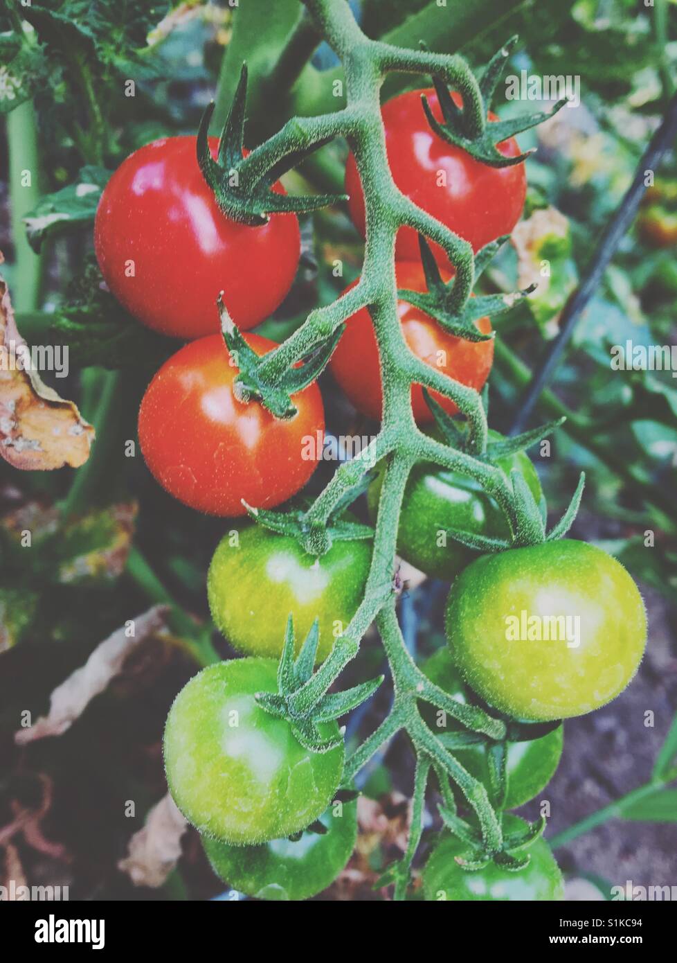 Kleine Tomaten wachsen und Reifen am Rebstock. - Smartphone-aufgenommenes Stockfoto