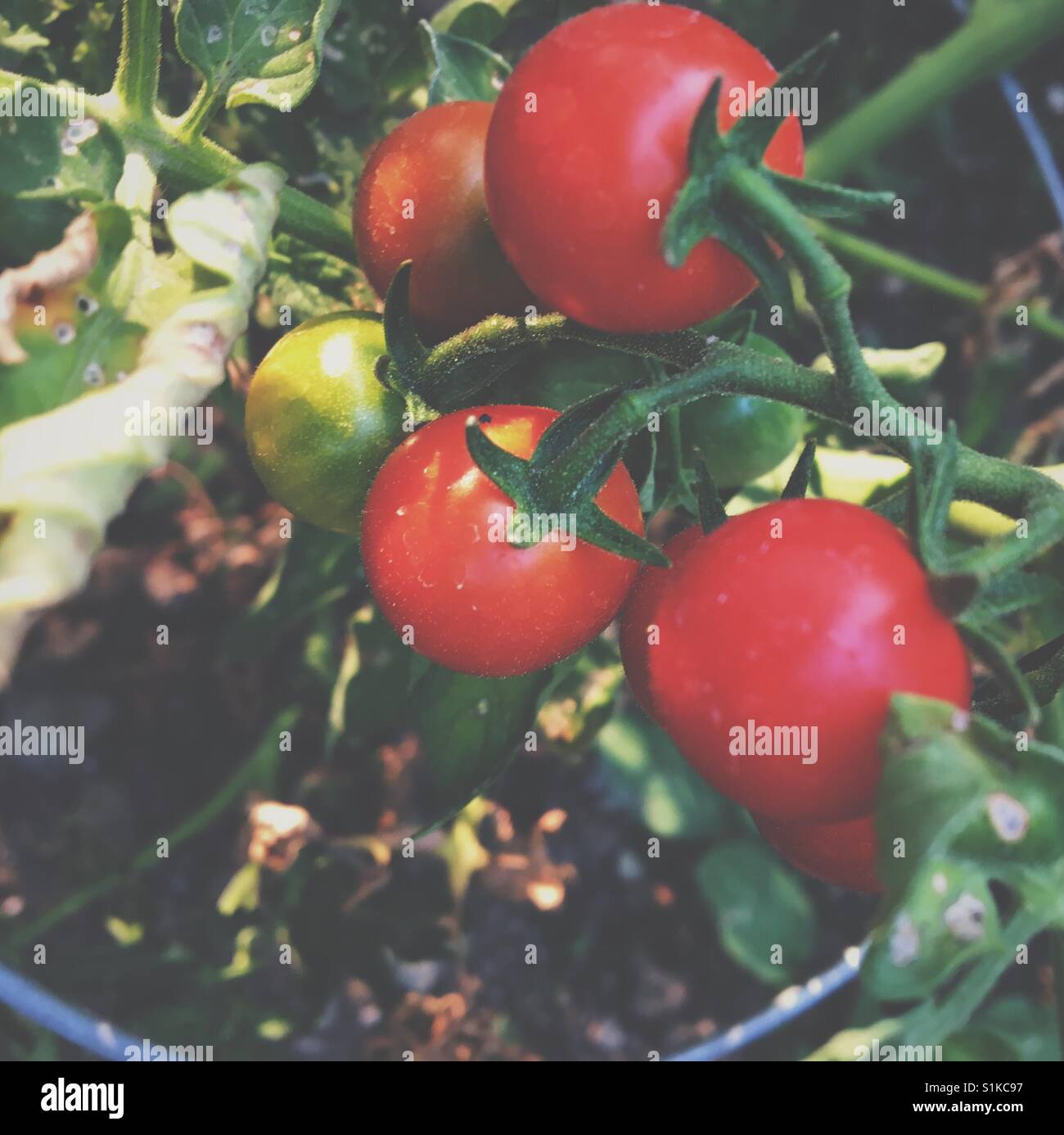 Tomaten wachsen und Reifen an den Rebstöcken in einem Garten. Quadratische Ernte. - Smartphone-aufgenommenes Stockfoto