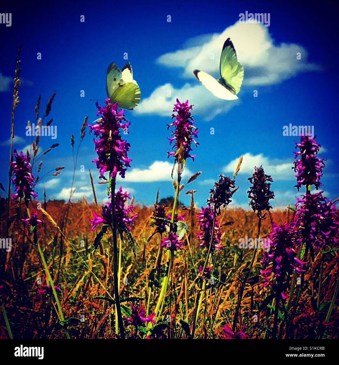 2 Schmetterlinge in einem Feld Stockfoto