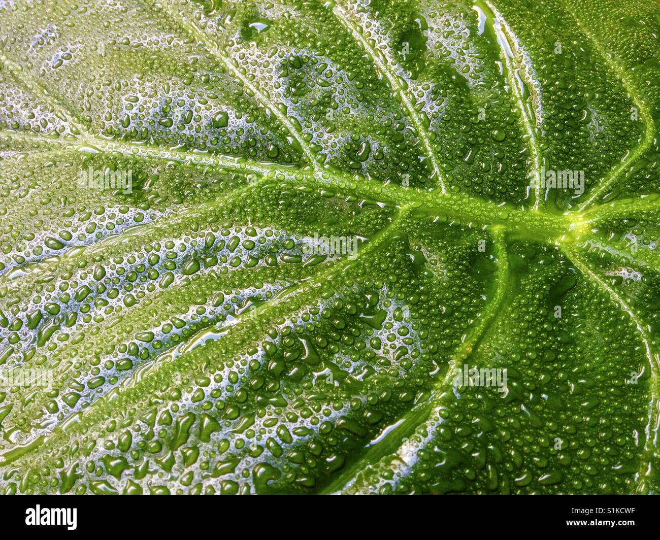 Wasserperle auf blatt Fotos und Bildmaterial in hoher Auflösung Alamy