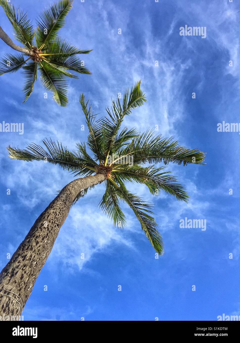 Nachschlagen von unter Palmen zwei blaue Himmel mit helle Wolke. Tropische Insel Urlaub Szene, Hawaii Stockfoto