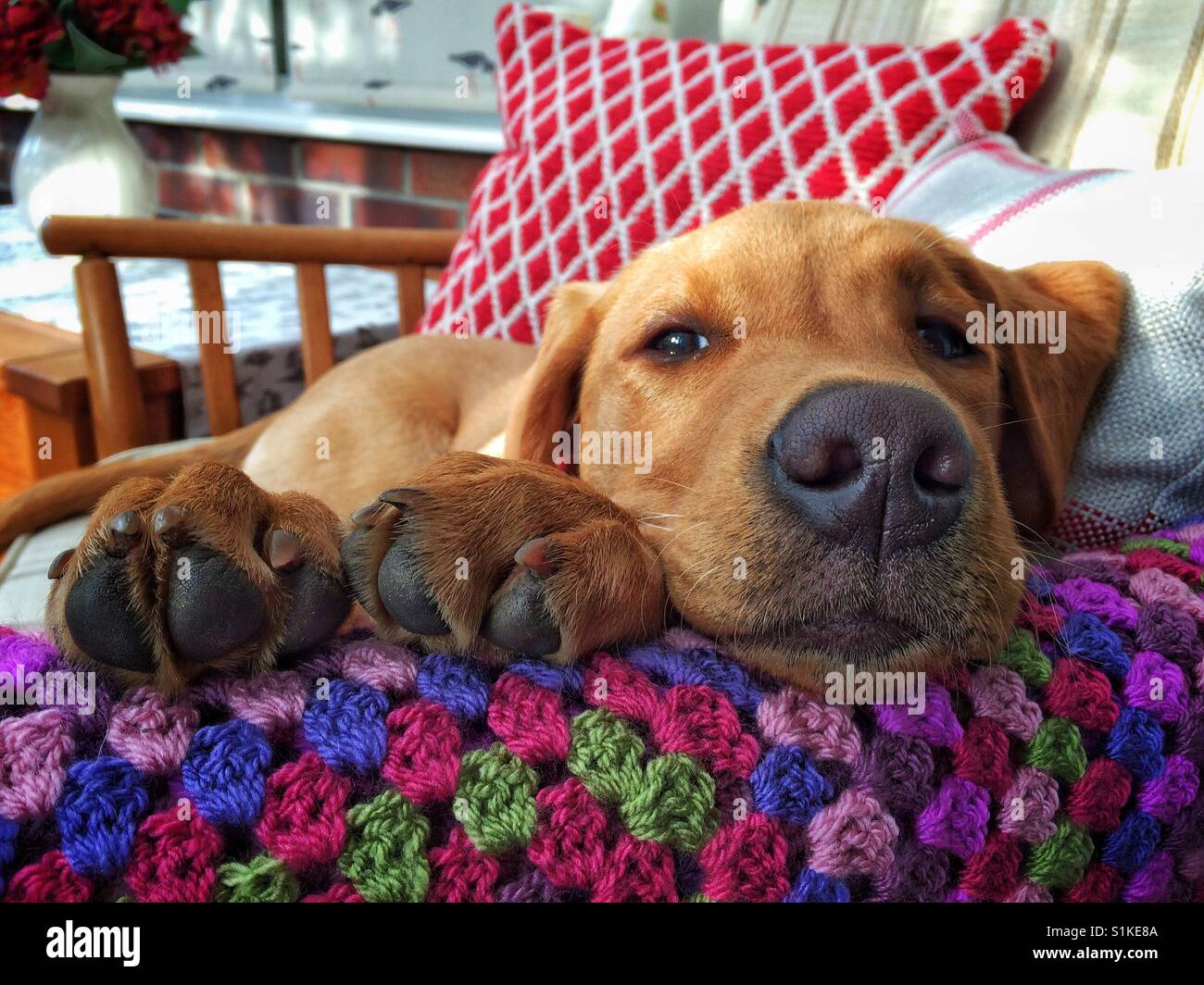 Eine müde Labrador Retriever Welpen oder Hund dösen und schlafen mit seinen Pranken auf einer bunten Decke im Bett ruhen. Stockfoto