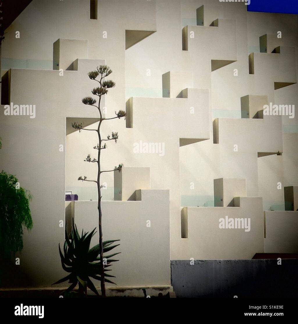 Palme im Sonnenschein mit Gebäude Stockfoto
