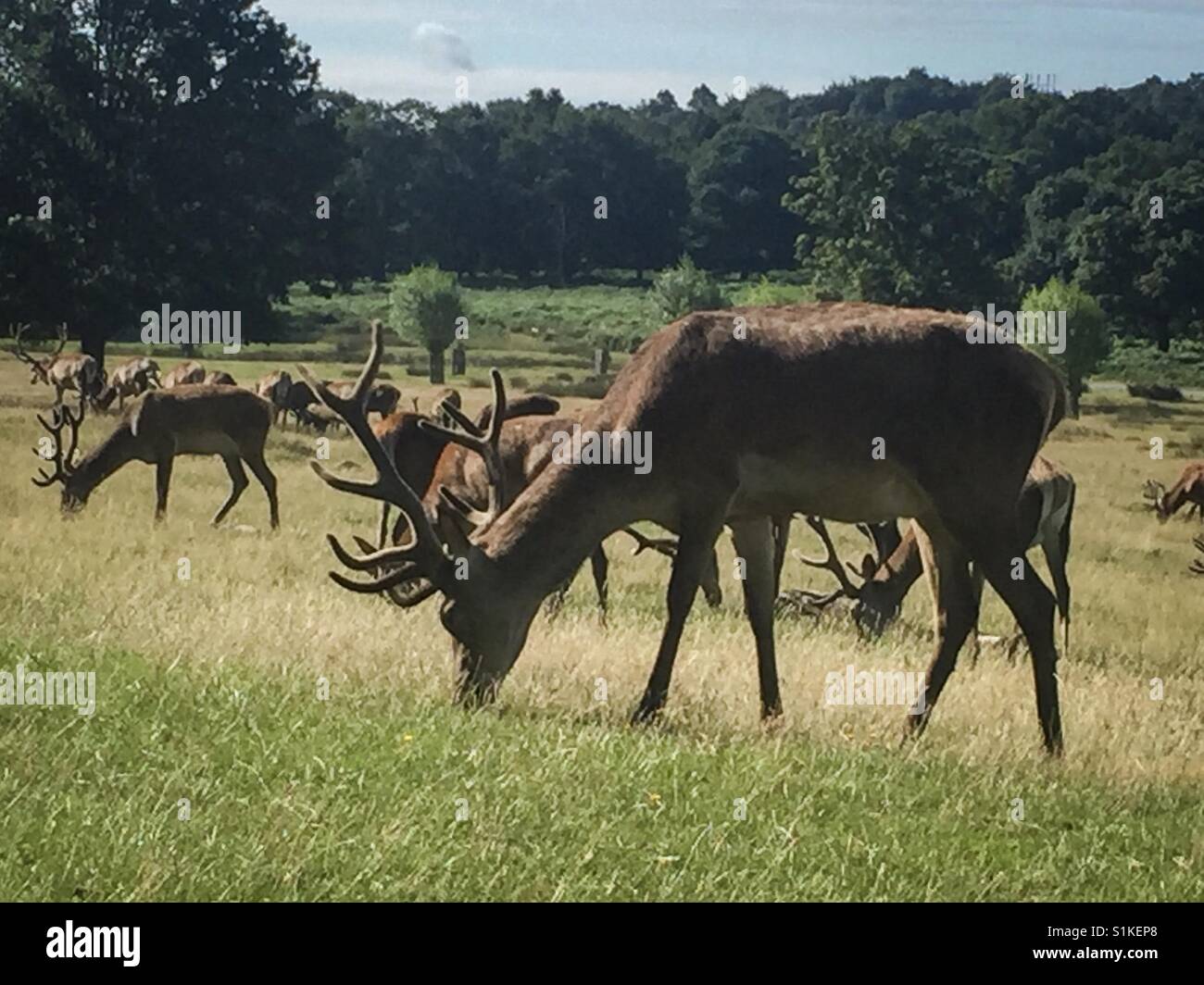 Auf Safari im Londoner Richmond Park. Stockfoto