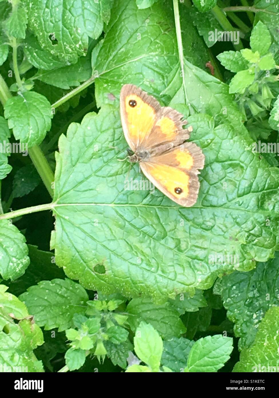 Gatekeeper-Motte auf Blatt Stockfoto